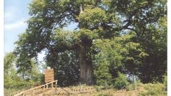 Veyisoğlu Köyü Gökçebey Anıt Ağacı